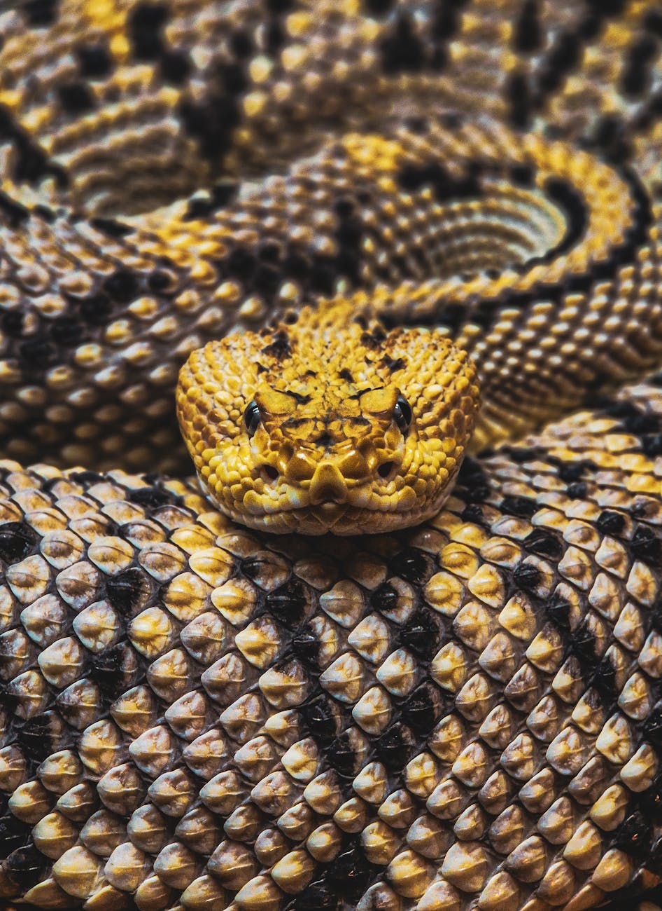 Shocking yourself with electricity is not a good way to treat venomous snake bites